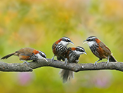 Sue Hsu's photo