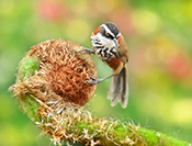 Sue Hsu's photo