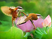 Sue Hsu's photo