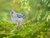 Sue Hsu's photo