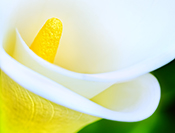 Sue Hsu's photo