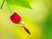 Sue Hsu's photo