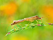Sue Hsu's photo