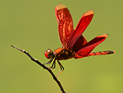 Sue Hsu's photo