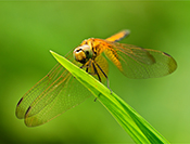 Sue Hsu's photo