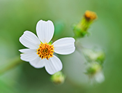 Sue Hsu's photo