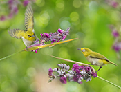 Sue Hsu's photo