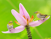 Sue Hsu's photo