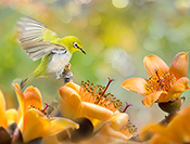 sue hsu's photo
