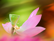 Sue Hsu's photo