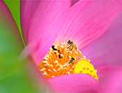 Sue Hsu's photo