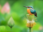 sue hsu's photo