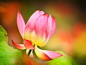 sue hsu's photo