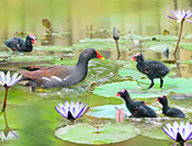sue hsu's photo