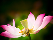 sue hsu's photo