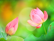 sue hsu's photo