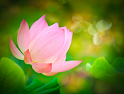 sue hsu's photo
