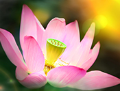 sue hsu's photo