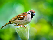 sue hsu's photo