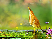 sue hsu's photo
