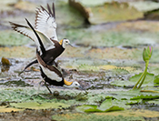 Sue Hsu's photo