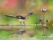 Sue Hsu's photo