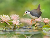 Sue Hsu's photo