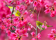 Sue Hsu's photo