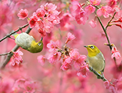 Sue Hsu's photo