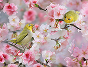 Sue Hsu's photo