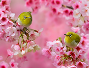 Sue Hsu's photo