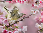 Sue Hsu's photo