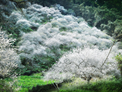 Sue Hsu's photo