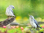 Sue Hsu's photo