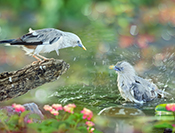 Sue Hsu's photo