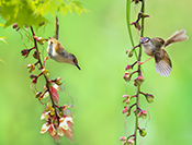 sue hsu's photo